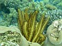 50- Une crinoide jaune - Recifs Kouare
